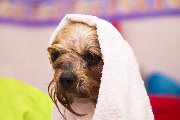 Hond Met Handdoek Drogen — Stockfoto