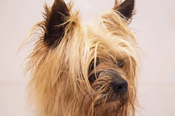 küçük yorkshire portresi