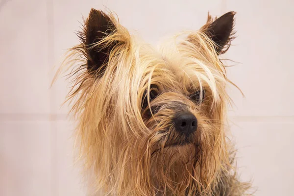 küçük yorkshire portresi