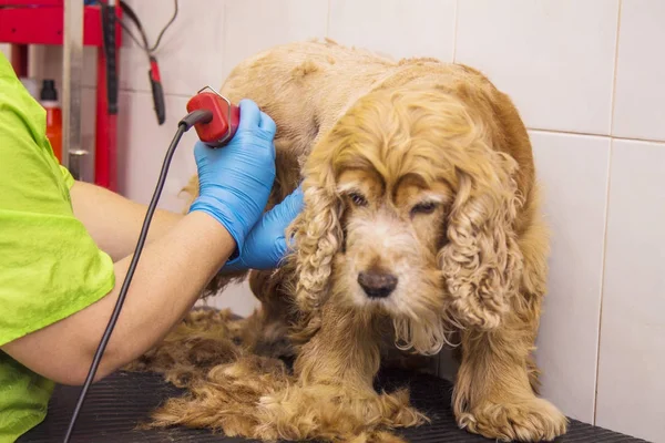 dog cocker spaniel in the canine hairdresser