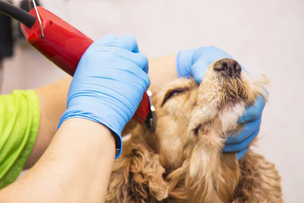 Dog Cocker Spaniel Canine Hairdresser — Stock Photo, Image