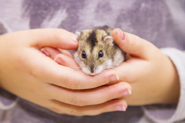 Menina Com Hamster Nas Mãos — Fotografia de Stock