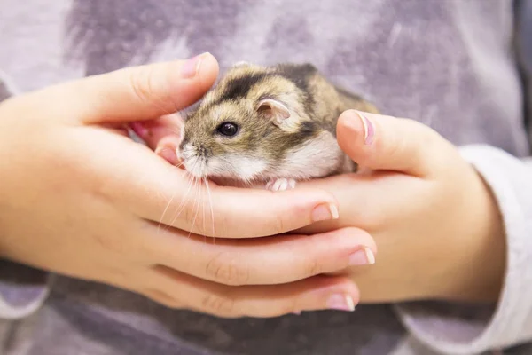 Mädchen Mit Hamster Der Hand — Stockfoto