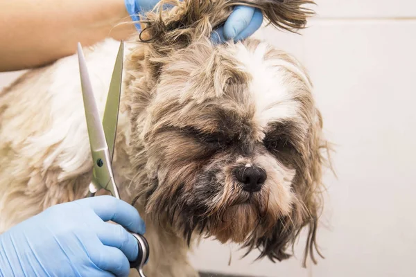 cutting the hair of the dog at the dog hairdresser