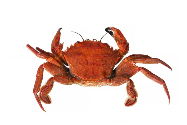 Crabe Isolé Sur Blanc — Photo