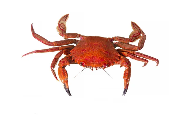 Crabe Isolé Sur Blanc — Photo