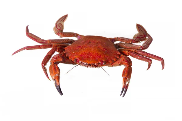 Schaal Schelpdieren Krab Geïsoleerd Wit — Stockfoto