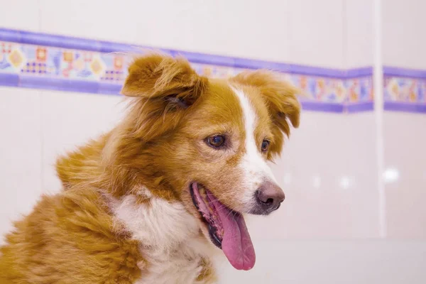 Frontera Collie Perro Retrato — Foto de Stock