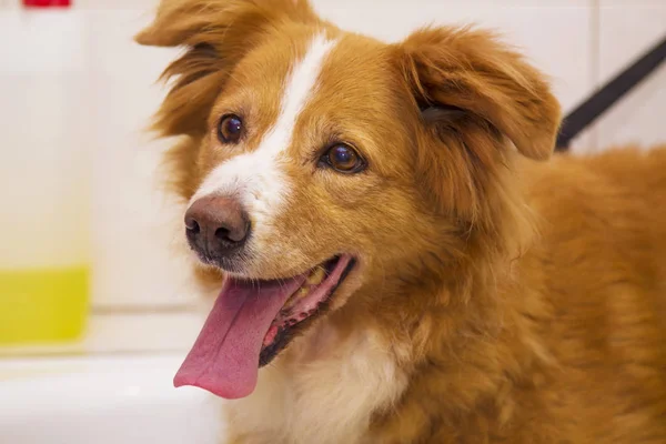 Retrato Borde Collie Perro Bañera Imagen De Stock