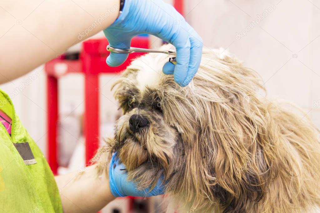 cutting the hair to the dog