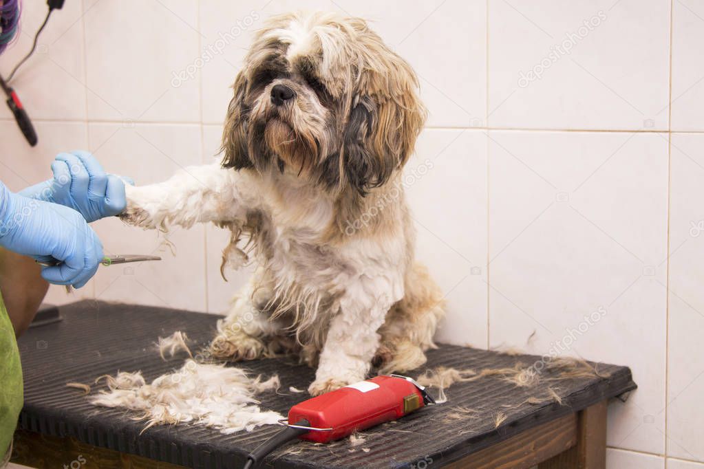 cutting the dog hair in the hairdressing salon