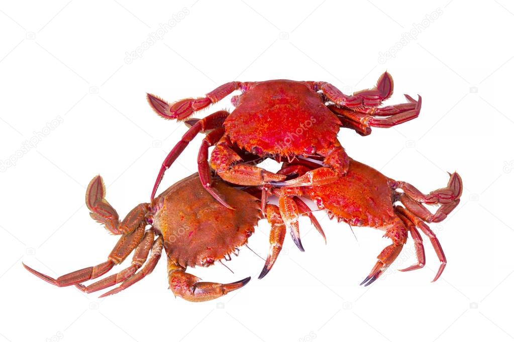 seafood, crabs isolated on white