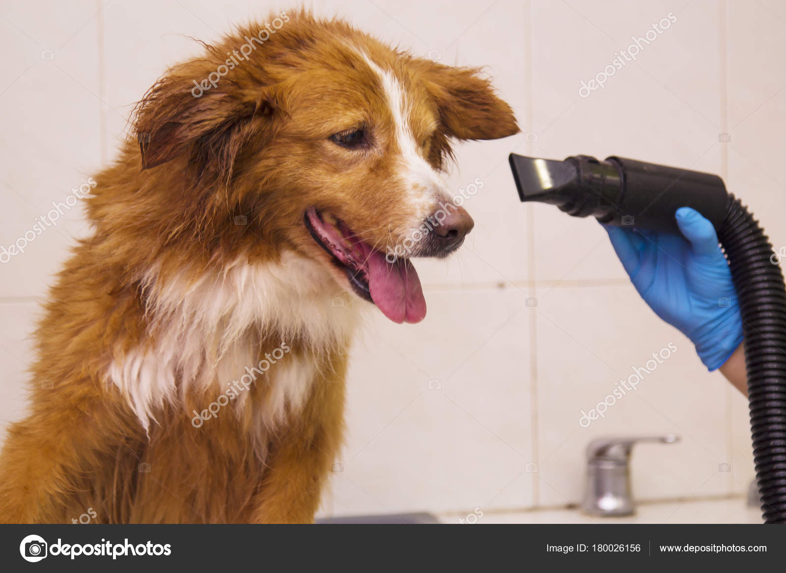 Drying Hair Dog Hair Dryer Dogs Hairdresser Stock Photo C Tetxu