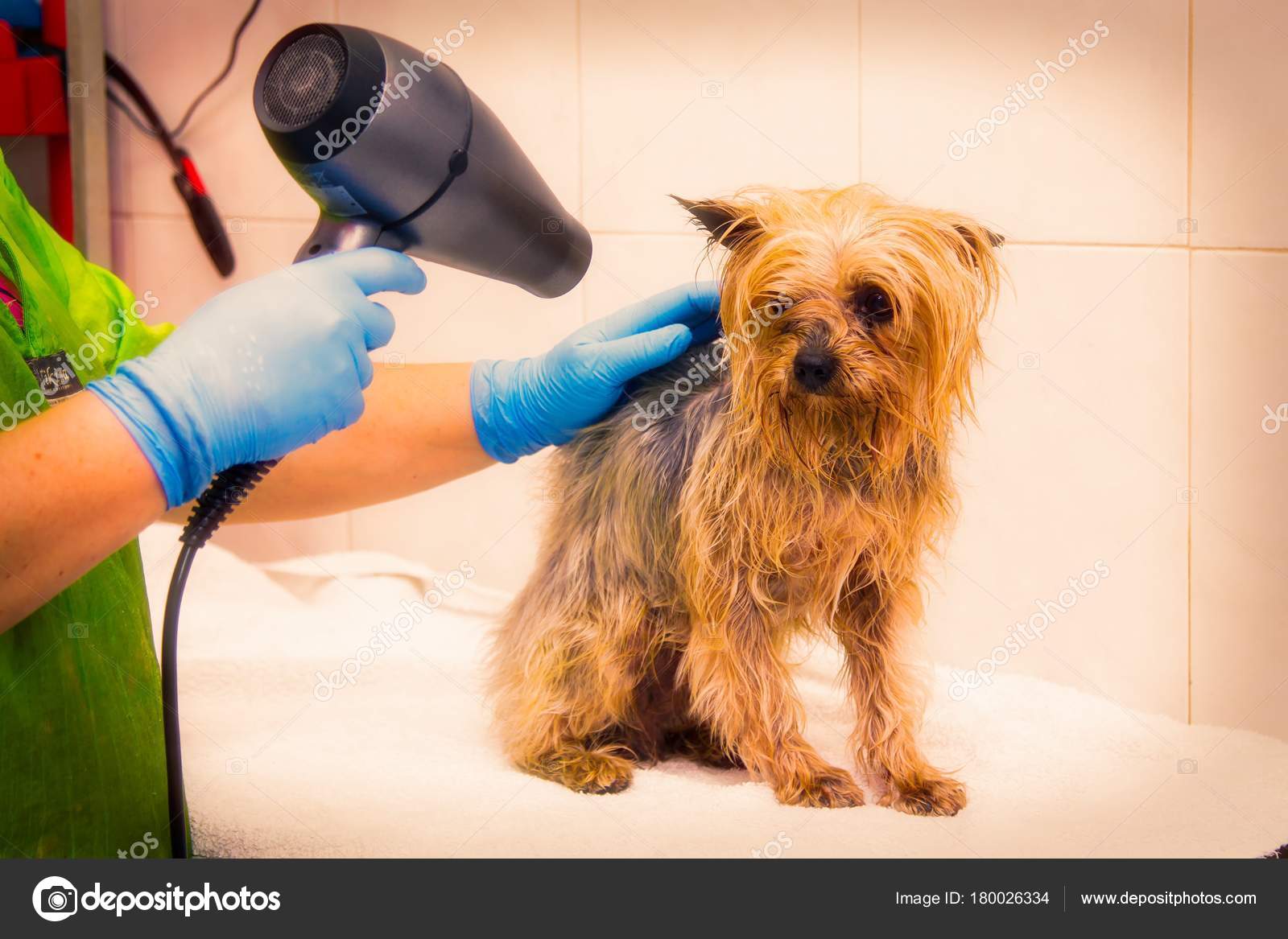 dog hair dryer