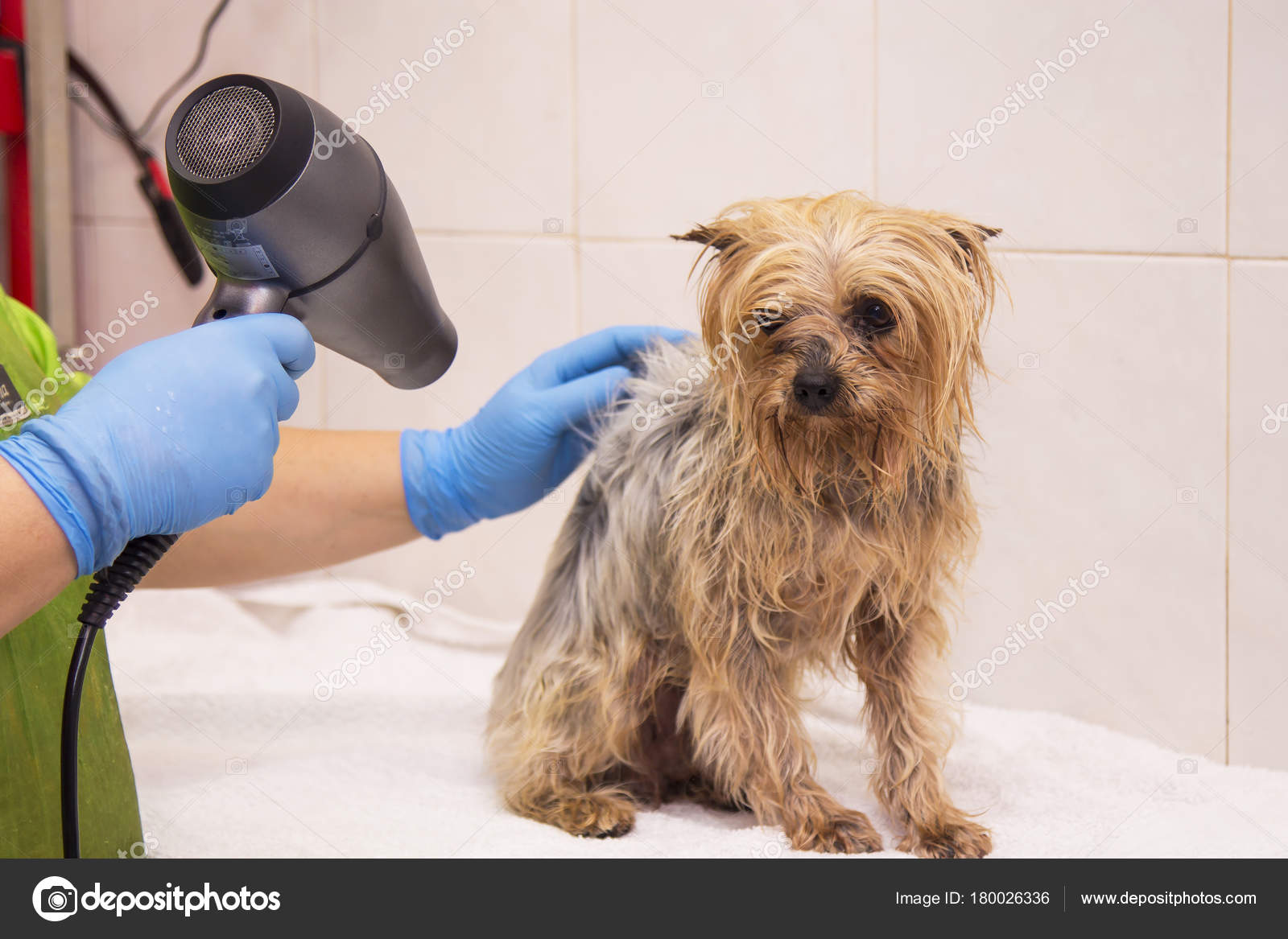 Drying Hair Dog Hair Dryer Dogs Hairdresser Stock Photo C Tetxu