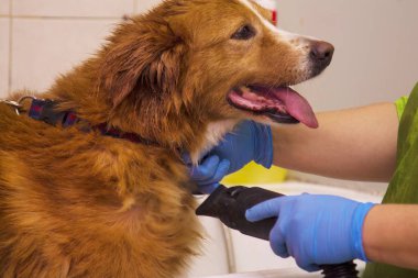 Köpek köpekler Kuaför fön saç kurutma