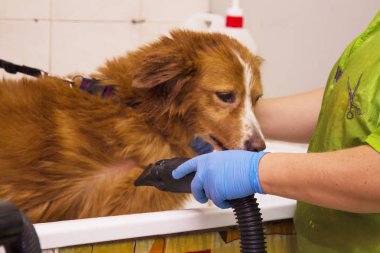 Köpek köpekler Kuaför fön saç kurutma