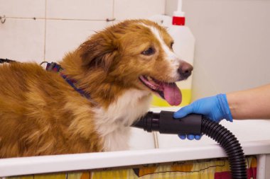 Köpek köpekler Kuaför fön saç kurutma