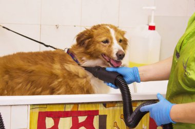 Köpek köpekler Kuaför fön saç kurutma