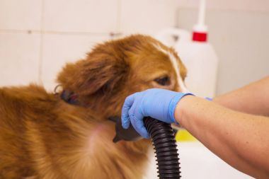 Köpek köpekler Kuaför fön saç kurutma