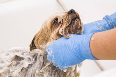 belgili tanımlık köpek Kuaför Salonu içinde banyo