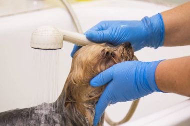 belgili tanımlık köpek Kuaför Salonu içinde banyo