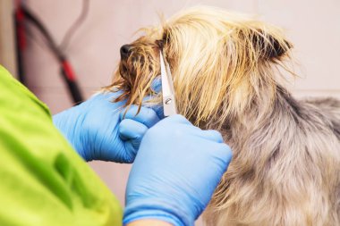 köpeğin saç kesme