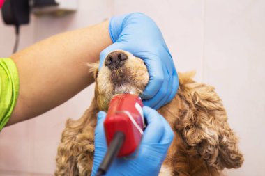 cocker spaniel köpek Kuaför, saç kesme