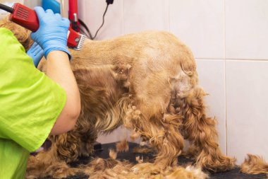 cocker spaniel köpek Kuaför, saç kesme