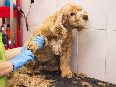 cocker spaniel köpek Kuaför, saç kesme