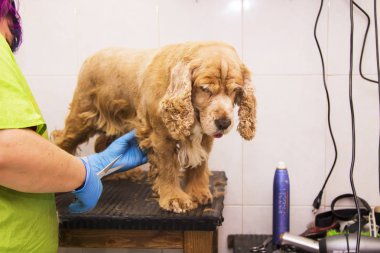 cocker spaniel köpek Kuaför, saç kesme