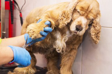 cocker spaniel köpek Kuaför, saç kesme