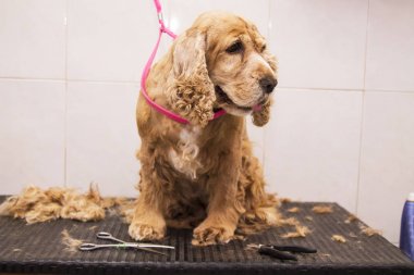 cocker spaniel köpek, Köpek Kuaförü portresi