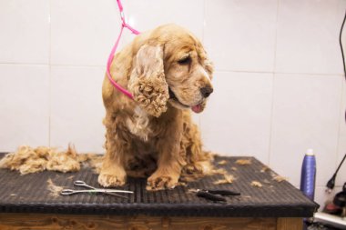 cocker spaniel köpek, Köpek Kuaförü portresi
