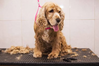 cocker spaniel köpek, Köpek Kuaförü portresi