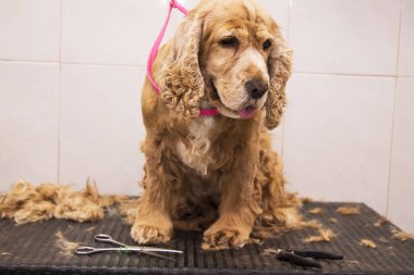 cocker spaniel köpek, Köpek Kuaförü portresi