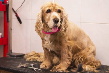 cocker spaniel köpek, Köpek Kuaförü portresi