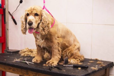 cocker spaniel köpek, Köpek Kuaförü portresi