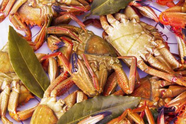 Deniz ürünleri tabağı, yengeçler beyaz izole