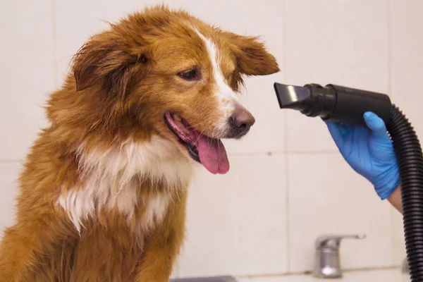 Drying the hair to the dog with a hair dryer in the dogs hairdresser