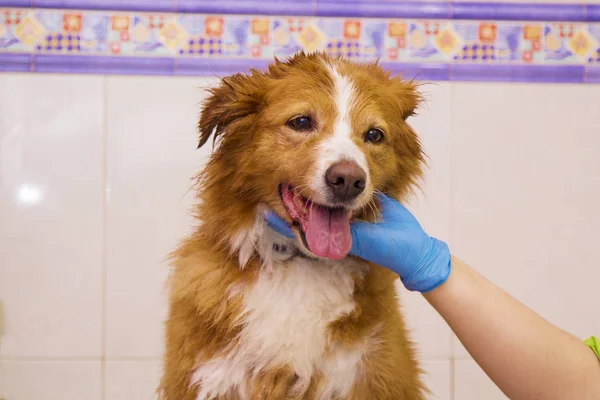 Drying the hair to the dog with a hair dryer in the dogs hairdresser