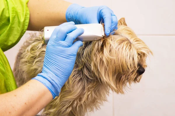 Cięcie Włosów Psa — Zdjęcie stockowe