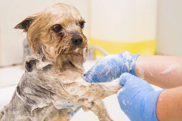 belgili tanımlık köpek Kuaför Salonu içinde banyo