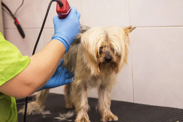 Cięcie Włosów Psa — Zdjęcie stockowe