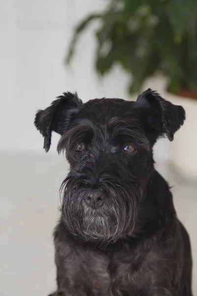 Portrait Black Schnauzer Dog — Stock Photo, Image