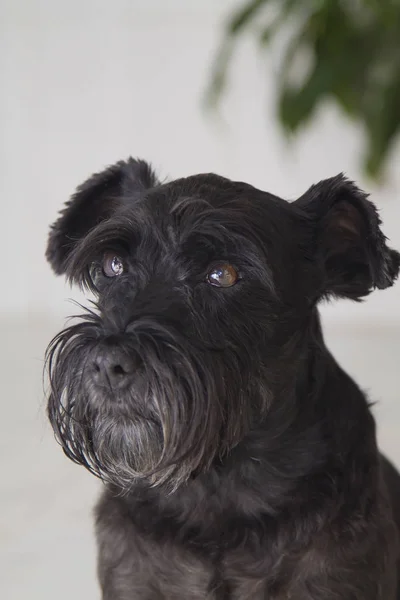 Portrait Black Schnauzer Dog — Stock Photo, Image