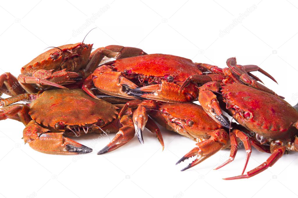 crabs isolated on white