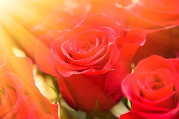 Аромат Красных Роз — стоковое фото