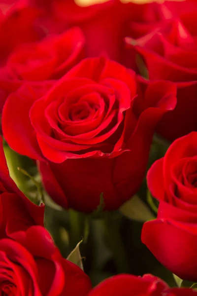 Bouquet Red Roses — Stock Photo, Image