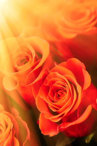 Punaisten Ruusujen Kimppu — kuvapankkivalokuva